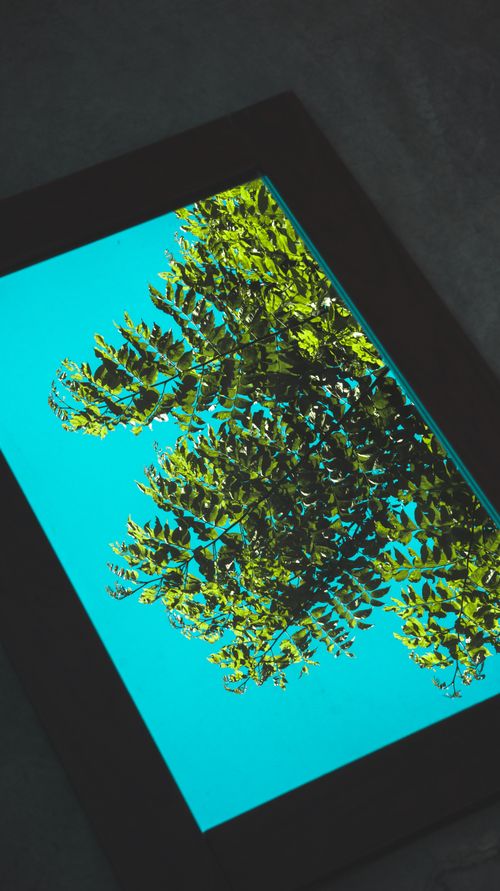 Free A vibrant green tree reflected on a tablet screen against a bright blue sky, creating a modern tech-nature blend. Stock Photo