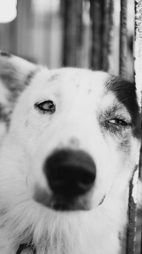 Free White and Black Short Coated Dog Stock Photo