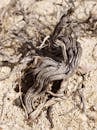 Dried Tree Roots in Desert