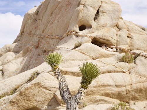 Gratis stockfoto met droog, fabrieken, geologische formatie