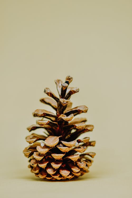 Close-Up Shot of a Pine Cone