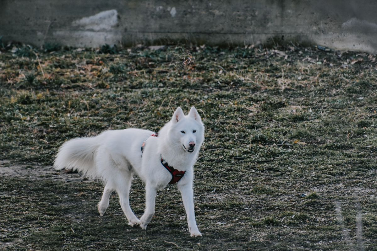 Dog Collapsed Then Recovered: Could It Be a Snake Bite? Australian Warning Signs