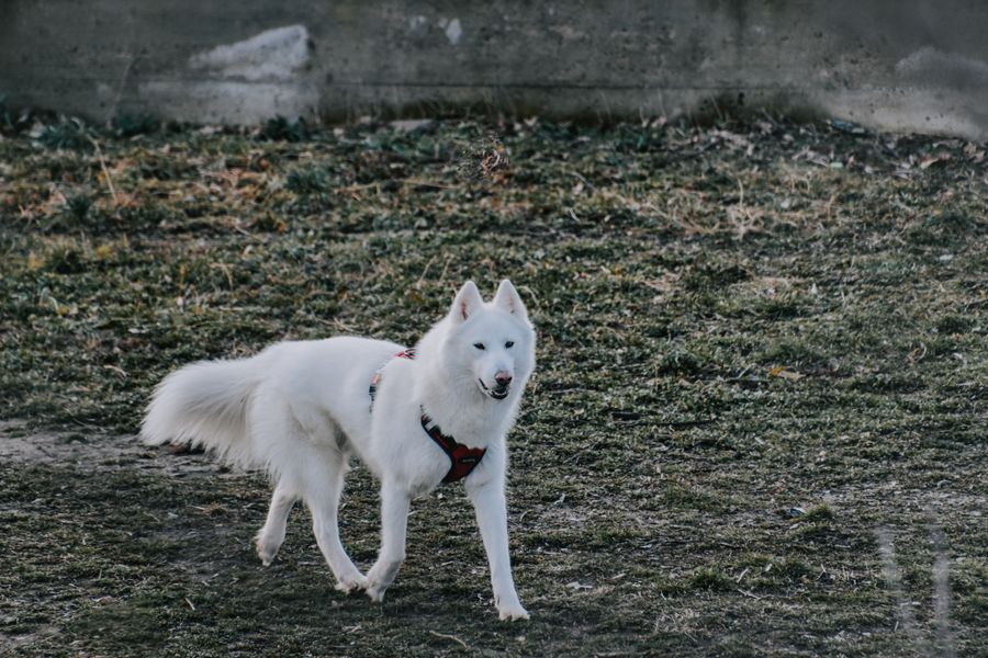 Dog walking on grass