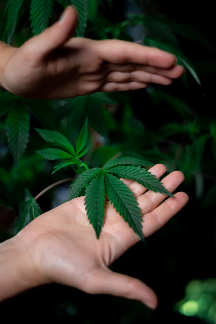 Photo Of Weed Plant On Person's Hands