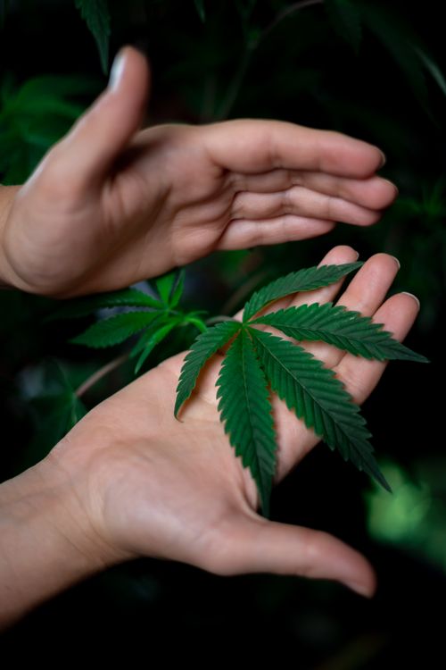 Free Close-up of hands displaying a vibrant green cannabis leaf. Stock Photo
