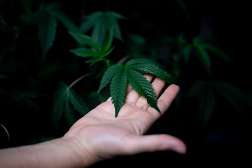 Free Photo of Weed on Person's Palm  Stock Photo