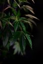 Close-Up Photo of Cannabis Plant