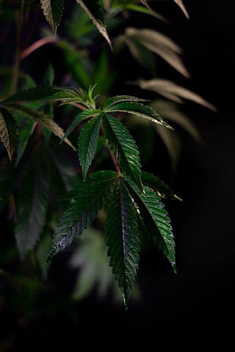 Close-Up Photo Of Cannabis Plant