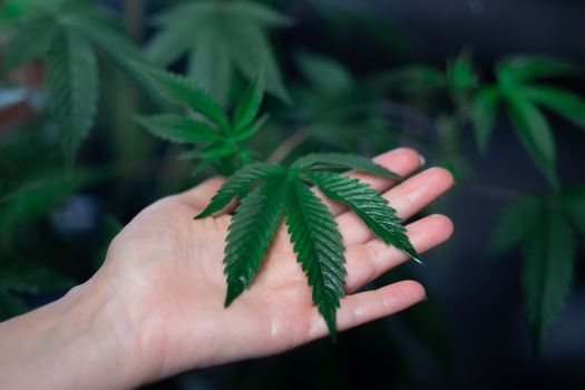A detailed view of a cannabis leaf held in a person's hand against dark foliage.