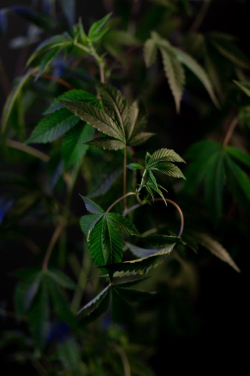 Free Detailed photography of cannabis leaves showcasing lush greenery with a dark background, highlighting natural beauty. Stock Photo