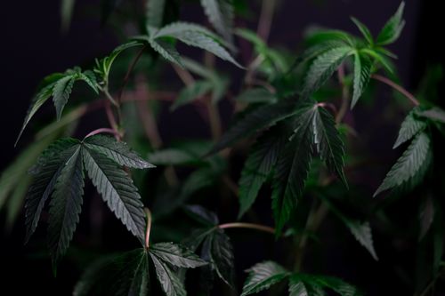 Free Close-up of vibrant cannabis leaves showcasing lush growth with selective focus. Stock Photo