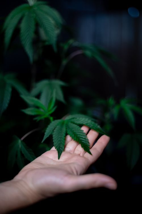 Free A hand gently holding a cannabis leaf in focus against a dark background. Stock Photo