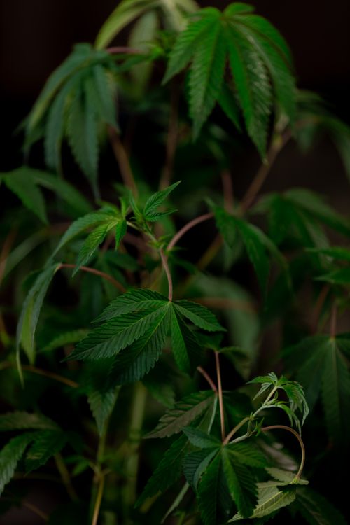 Free Close-up of lush cannabis plants showcasing green leaves against a dark backdrop. Stock Photo