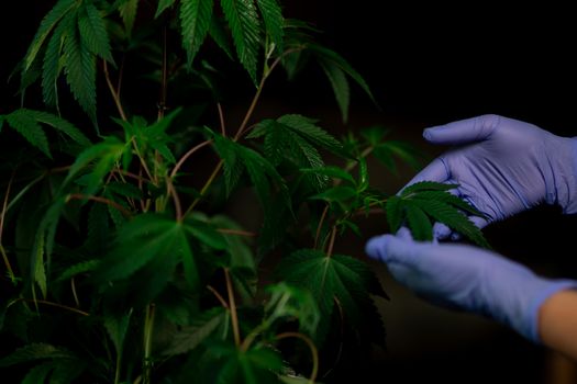 Close-up of hands inspecting green cannabis leaves indoors.