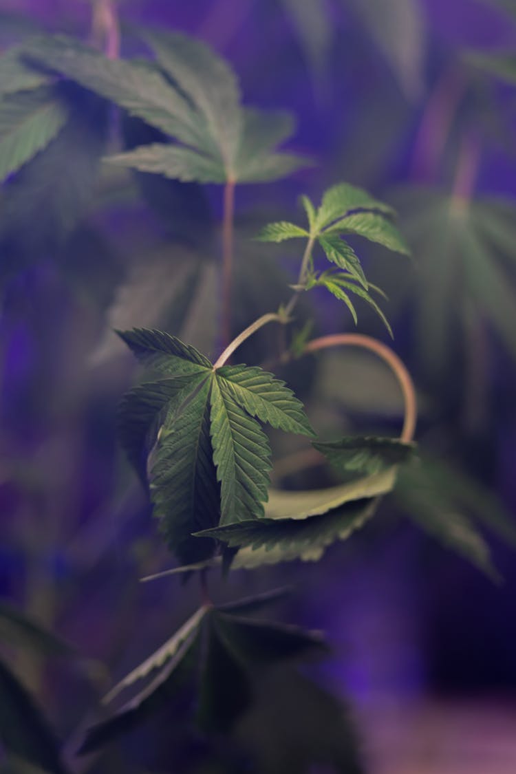 Selective Focus Photo Of Cannabis Plant