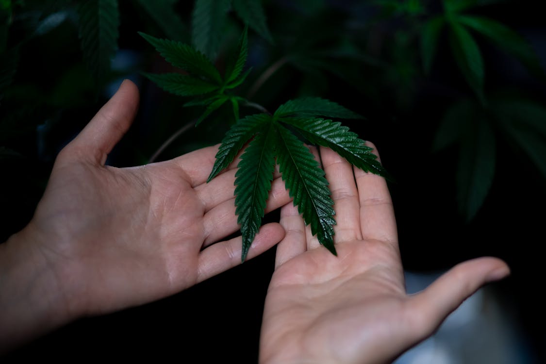 Free Photo of Person Holding Cannabis Plant Stock Photo