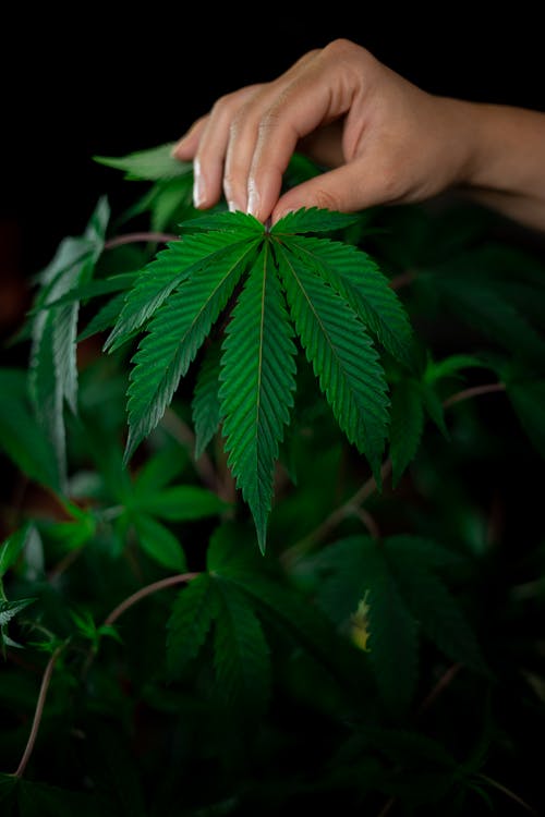 Free Photo of Person Holding Cannabis Plant Stock Photo