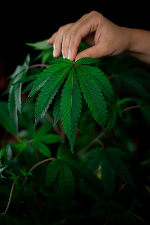  a person holding cannabis plant