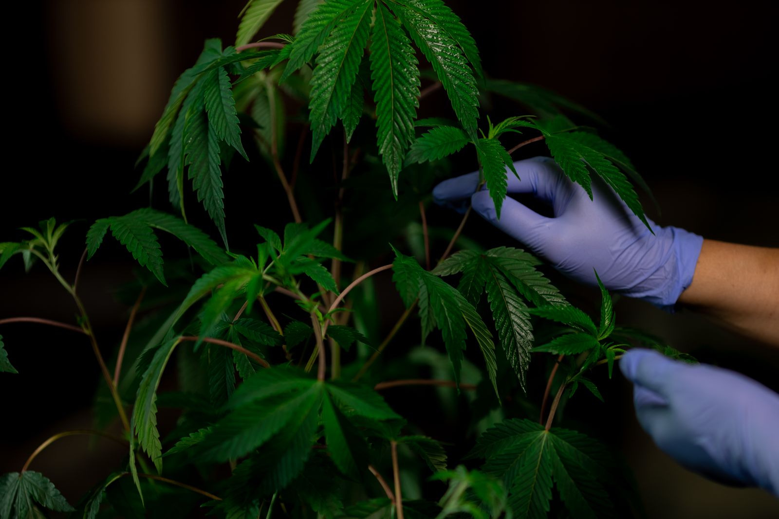 Your Guide to Diagnosing and Fixing Cannabis Leaf Issues
