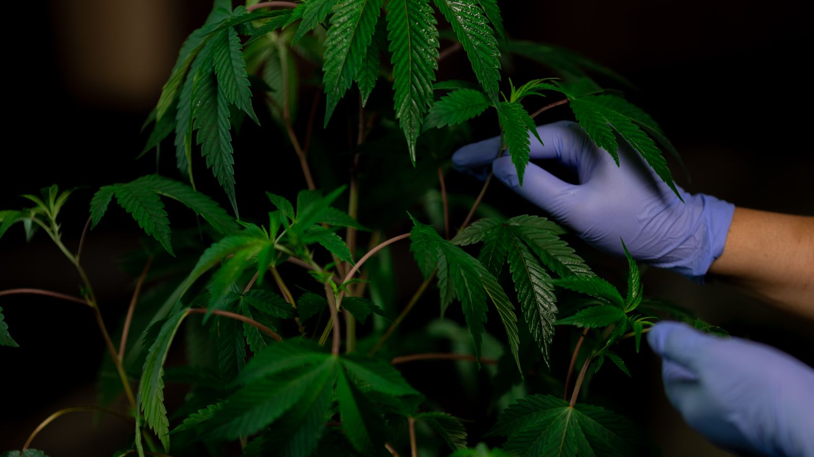 Cannabis plant being examined, showcasing green leaves and latex gloves.