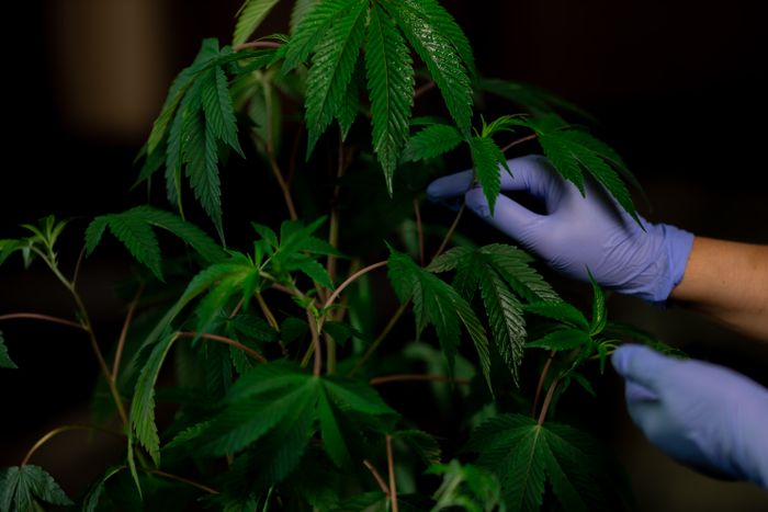 Gloved hands holding cannabis leaves