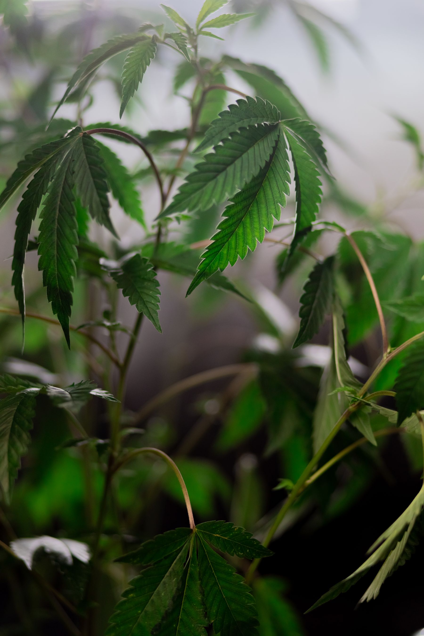 Cannabis foliage growing indoors