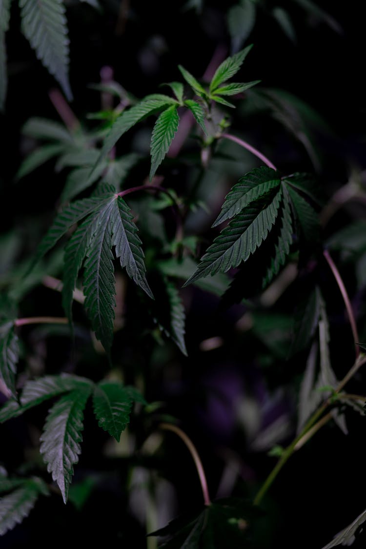  Photo Of Cannabis Plant On Dark Background