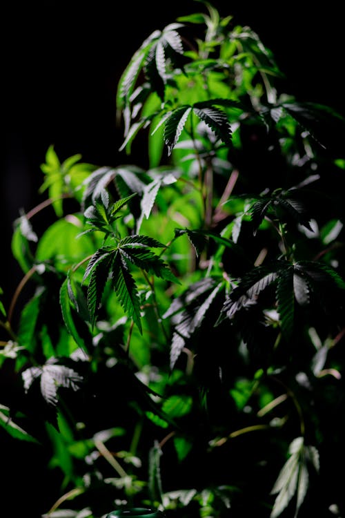 Free  Photo of Cannabis Plant on Dark Background Stock Photo