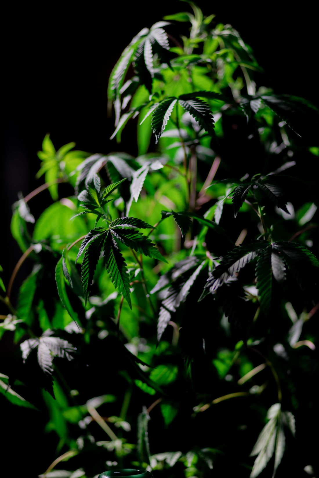 Botanisches Motiv der GOLD PALMS Hemp Edition