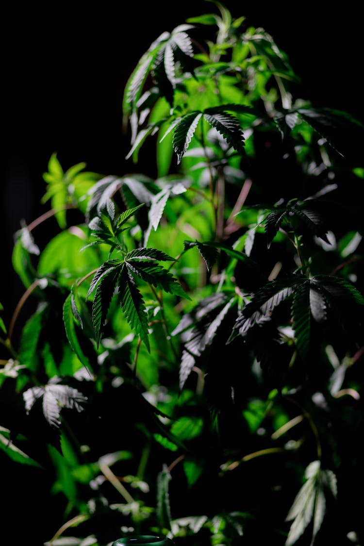  Photo Of Cannabis Plant On Dark Background