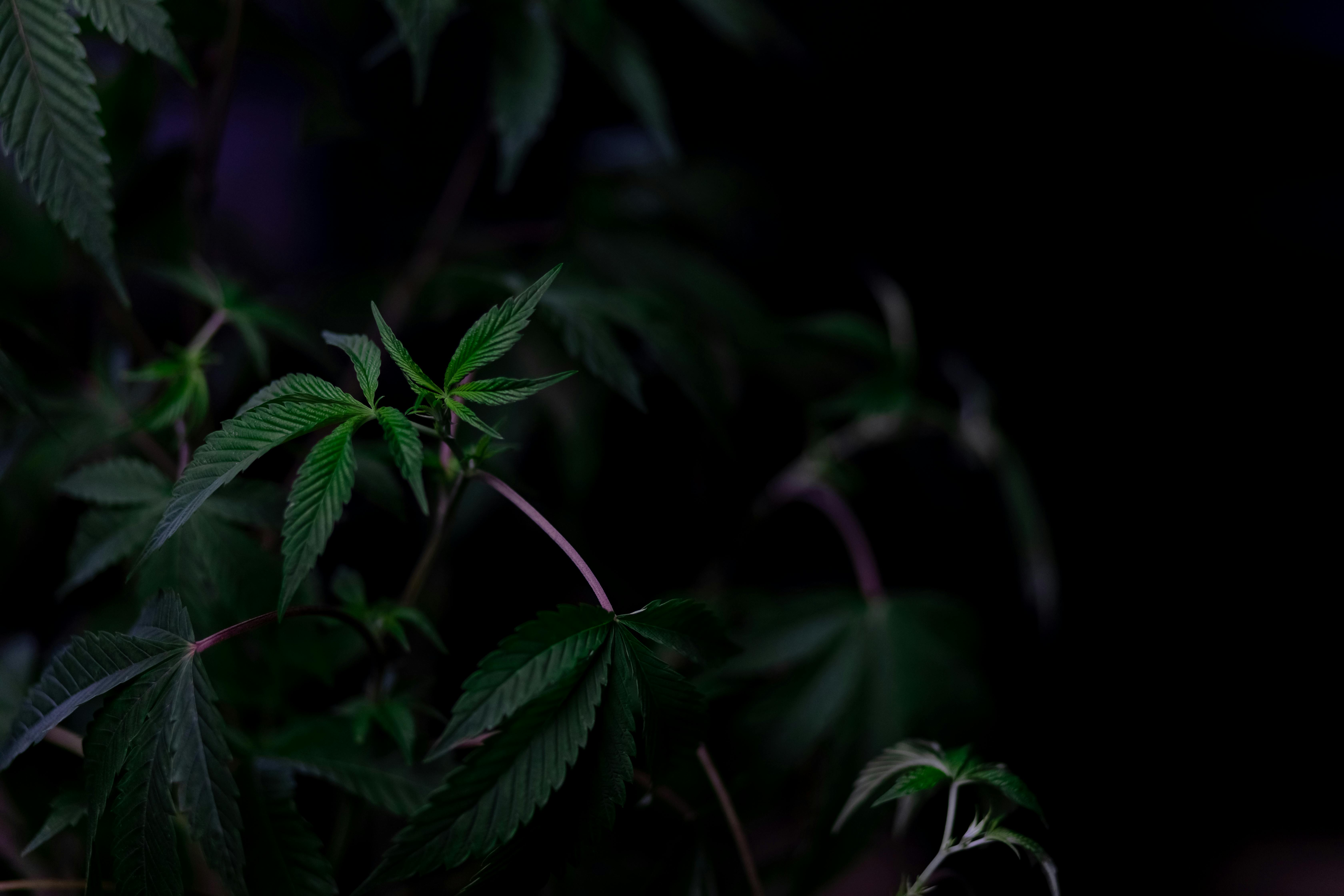 Photo of Person Holding Cannabis Plant · Free Stock Photo