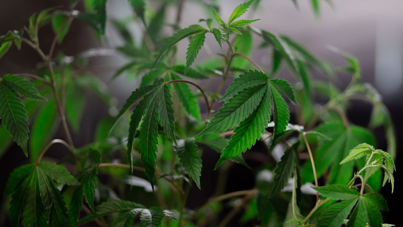 Close-up of vibrant cannabis leaves in soft focus, emphasizing natural growth and lush greenery.