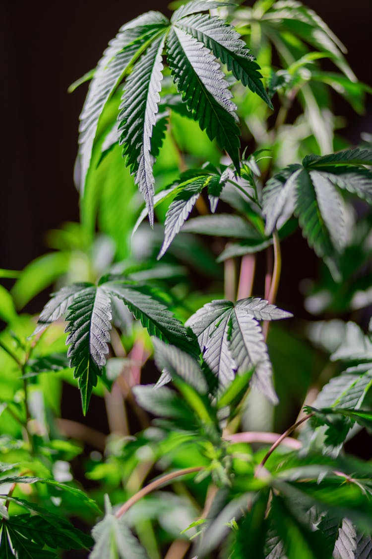 Photo Of Cannabis Plant