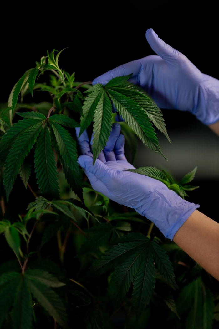 Gloved hands examining a cannabis plant