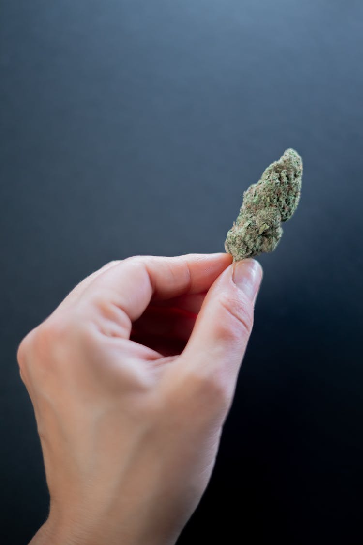 Photo Of Person Holding Cannabis Flower