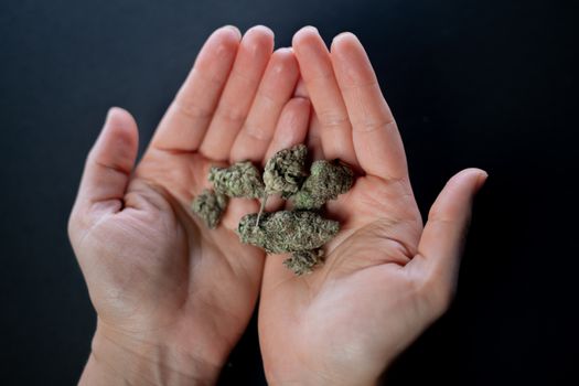 Close-up of hands holding cannabis buds, showcasing detail and texture.