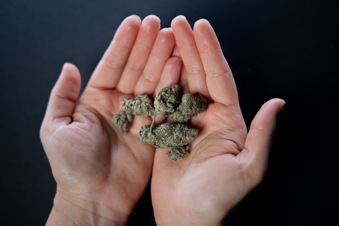 Photo of Dried Kush on Person's Hands