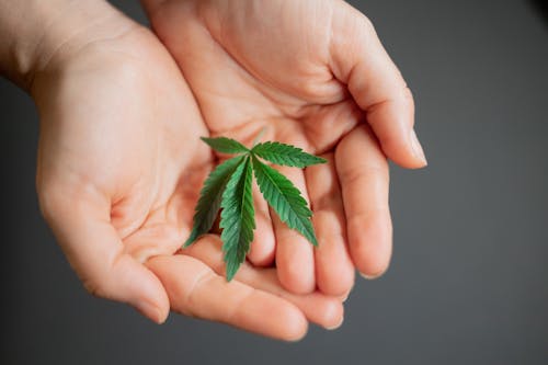 Free Close-Up Photo of Weed on Person's Hand Stock Photo