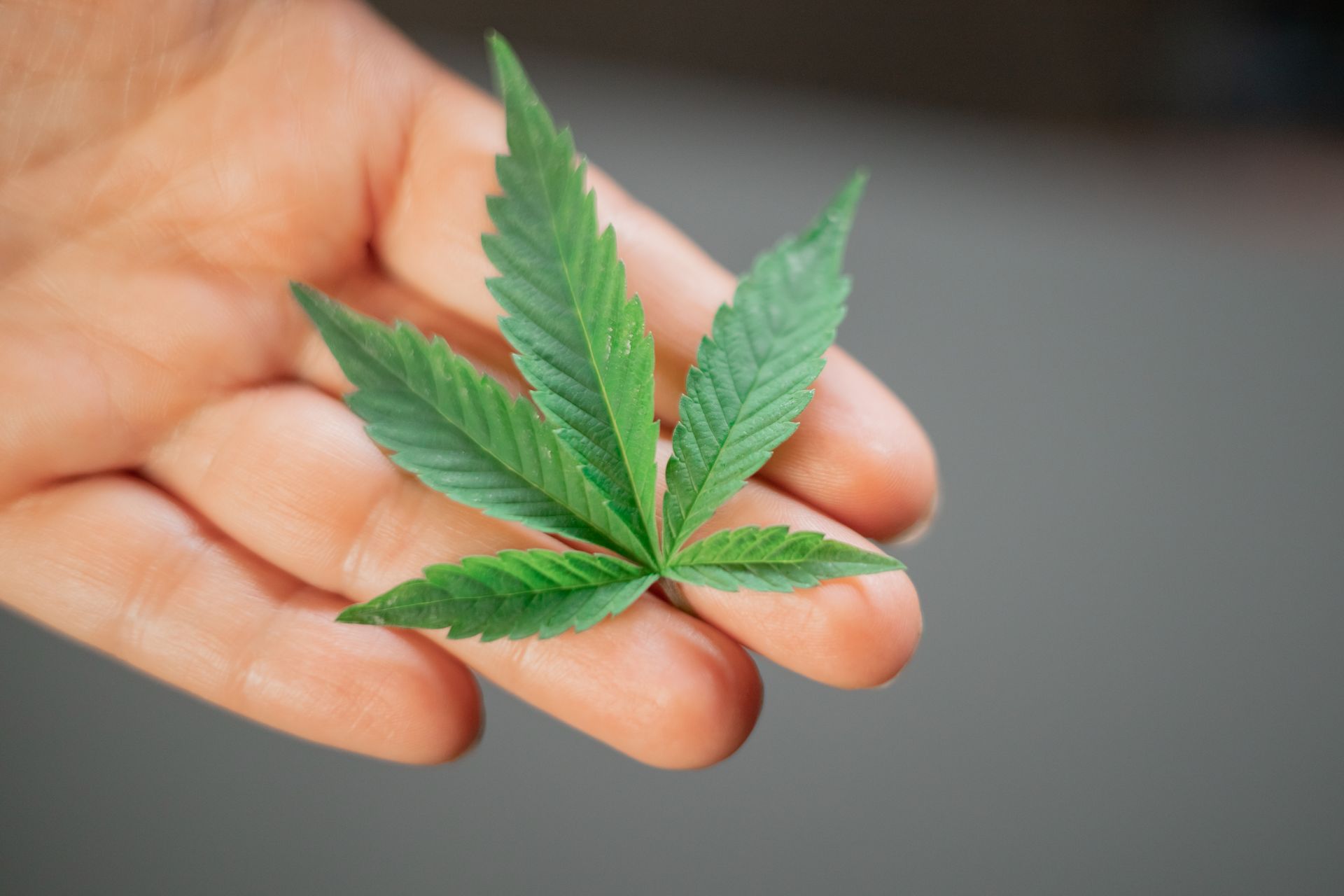 Close-Up Photo of Weed on Person's Hand