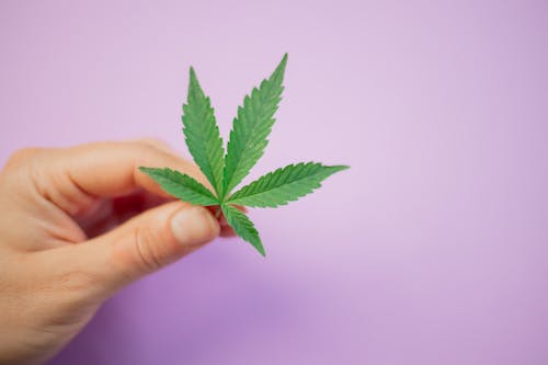 Person Holding Green Cannabis Leaf