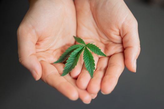 Detailed image of hands gently holding a cannabis leaf, showcasing natural texture and color.