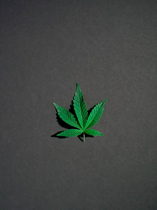 Free Photo of Marijuana on Dark Background Stock Photo