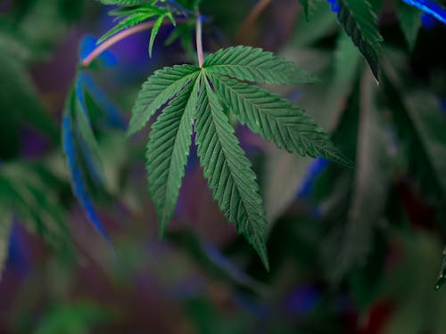 Free Close-Up Photo of Marijuana Leaf Stock Photo