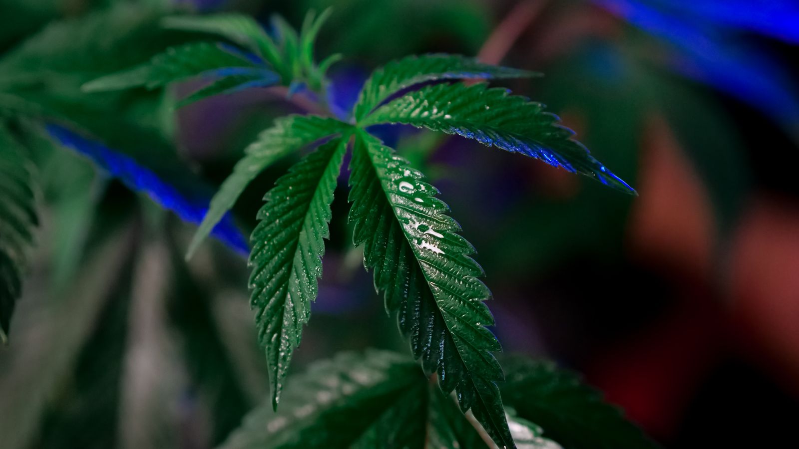 Detailed close-up of lush cannabis leaves with water droplets, exhibiting vibrant green hues.