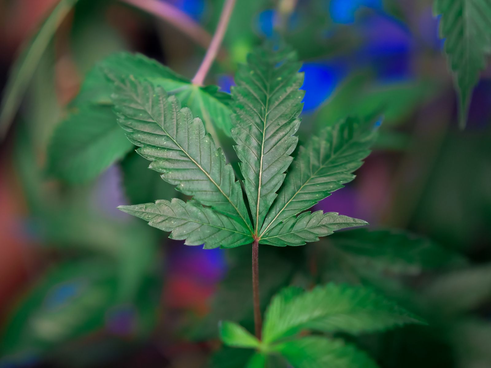 Pot Leaves Curling? Here Are the Causes and Quick Fixes