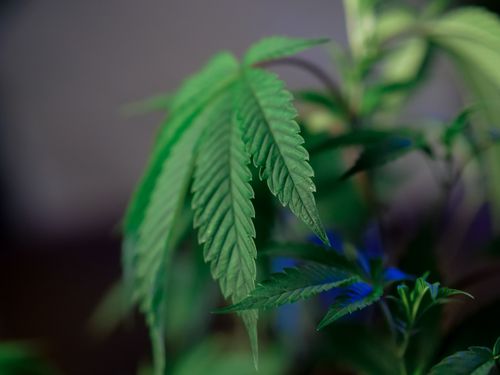 Free Vibrant green cannabis leaves highlighted with selective focus showcasing lush growth. Stock Photo