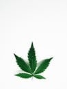 Photo of Cannabis Leaves on White Background