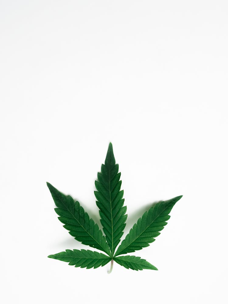 Photo Of Cannabis Leaves On White Background