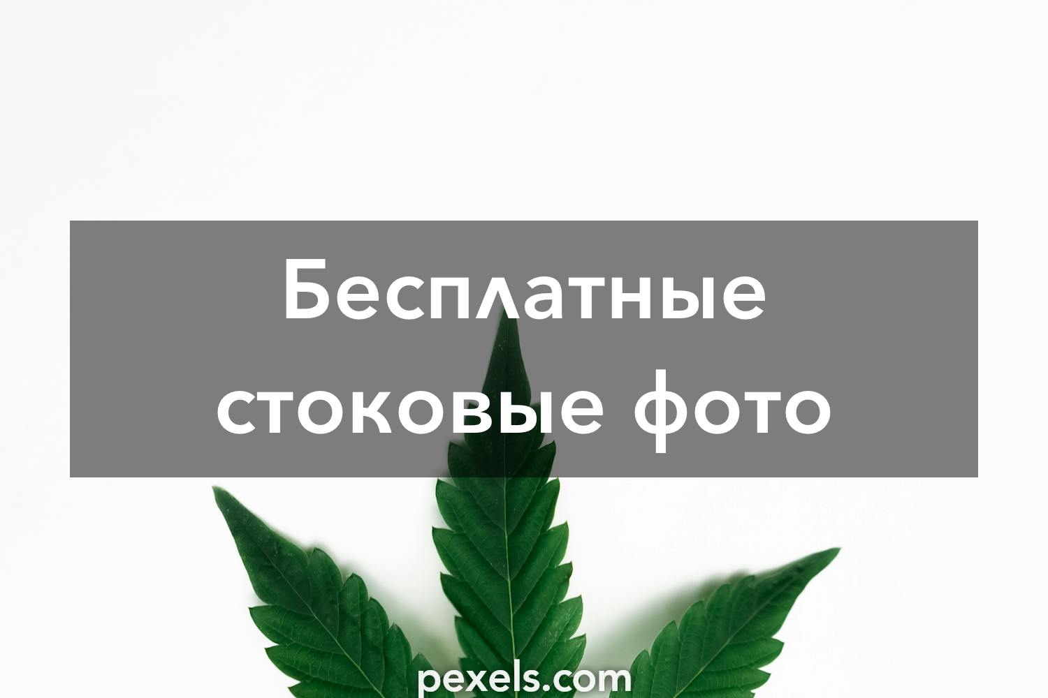 Смотреть бесплатно видео марихуана скачать tor browser на русском бесплатно для linux hyrda вход