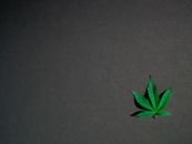 Photo of Cannabis Leaves on Dark Background